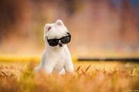 超实用！5种常见的宠物驱虫方法大揭秘