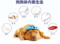 宠物驱虫要注意什么?我该怎么办?