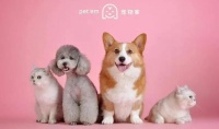 一直要做服务标准的宠物家，其实在做什么？