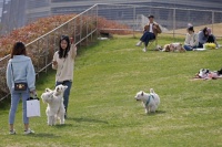 有人怕狗，有人爱狗，“宠物友好”空间能否消除对立？