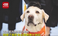 8岁治愈犬获博士学位，我们有多需要宠物陪伴？