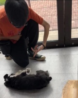 养宠呈现“拟人化”：我送“毛孩子”上学校