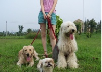 不文明饲养宠物行为招人烦