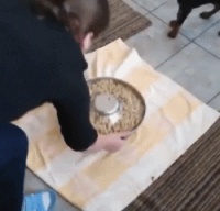 五个步骤改正狗狗的护食行为，铲屎官要做的就是跟汪星人斗智斗勇