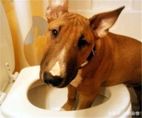 你家狗狗也这样，你还以为它是在擦嘴吗？那你大错特错了