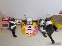 宠物保险、行为矫正、康复理疗……“它经济”愈发拟人化