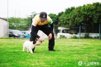 一位明星宠物训练师的秘密技巧，让你的宠物秒变听话小天使！