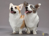 宠物真的让人更健康快乐吗？