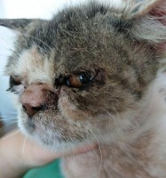 揭秘猫咪马尾症状的治疗方法（宠物健康常识——以猫咪马尾症状为例）