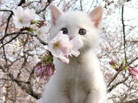 如何关注猫咪的心理健康