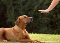 北京宠物狗行为矫正中心