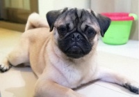 和猫狗“心灵沟通”一小时收费上千元！是“智商税”还是“情感消费”