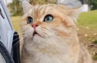 2024年最值得买的十款宠物驱虫药，宠物驱虫药品牌推荐