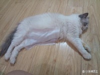 宠物多久驱虫一次？一份完整的猫咪狗狗驱虫攻略，请查收！