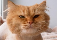 宠物驱虫药哪个牌子好？TOP10榜单品牌有话说