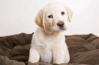 狗狗驱虫多久一次？狗狗驱虫：频率、方法及注意事项