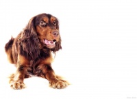 狗狗绝育的方式有哪些？