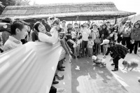 宠物旅游组团培养狗狗社交