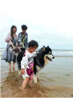 宠物旅游悄然兴起 带狗狗海边撒欢你会掏钱买单吗