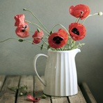 宠物旅游app（qq宠物旅游） 爱问知识人