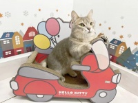 喂猫遛狗一周赚上万元，旅游越热宠物寄养越好赚