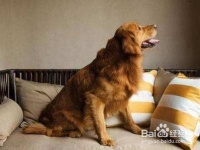 带宠物旅游攻略