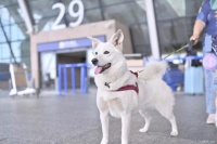 助力宠物友好同行！国内首个人宠包机出境游启程