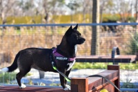 带“毛孩子”出去玩，申城宠物友好公共空间指南