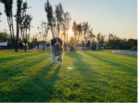 在北京开出8000平户外乐园，「PawsBar爪吧」想探索新一代宠物服务的形态｜早期项目