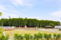 南京江心洲狗狗公园：宠物天堂的绿意探索