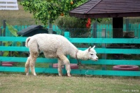匠志萌宠｜萌宠综合乐园打造主题有哪些