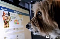 为什么这些APP都假装在做宠物社交？