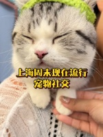 上海周末现在流行宠物社交