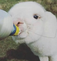 场景更多元.圈层扩大,宠物社交是门新生意A宠物因其能提供情绪价值