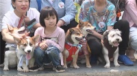 宠物狗比赛萌翻观众