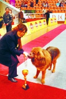 2003中国武汉宠物展 名犬比赛不用打架