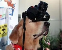 台湾举办宠物狗特长比赛 才艺表演惹人爱