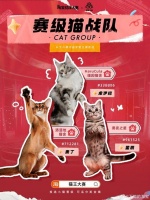 萌翻天的对决！淘宝猫王大赛，谁将是下一个网红喵？