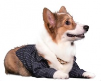 在“云”端，解锁养宠新模式