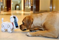 人际沟通已经不够 现在流行的是宠物社交