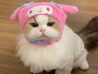 曝知名宠物网红疑虐猫，硬拉拖拽违背生物常理，为逐利摆拍痕迹重