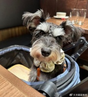 太炸裂！宠物博主晒出自家雪纳瑞犬和婴儿亲嘴视频，二者舌头互舔