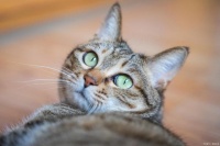 一条宠物视频赚上几十万？萌宠经济火了，真这么赚钱？