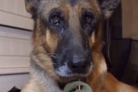 宠物博主居然让狗当大胃王博人眼球，这背后有什么内幕？