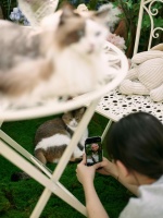 人们为何迷上宠物视频？