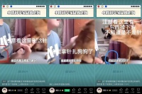 600万粉丝博主被指虐狗，做不好直播的萌宠生意钱景几何？