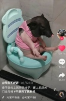 “它经济”、“云吸宠”背后的生意经