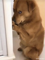 百万粉丝宠物博主为流量用针扎狗，除了谴责，难道拿他没办法了吗