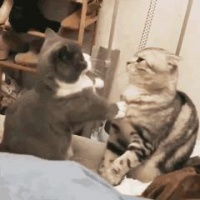 宠物博主背后的生意经