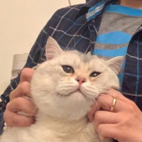 画完100只网红宠物！可卡犬｜No.3